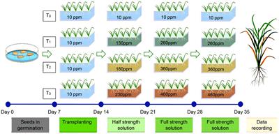 Implications of tolerance to iron toxicity on root system architecture changes in rice (Oryza sativa L.)
